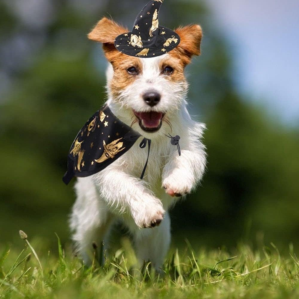 Pet Accessories Party Dressing Cloak Halloween Apparels Puppy Collar Dog Halloween Set Pet Halloween Costume(M)