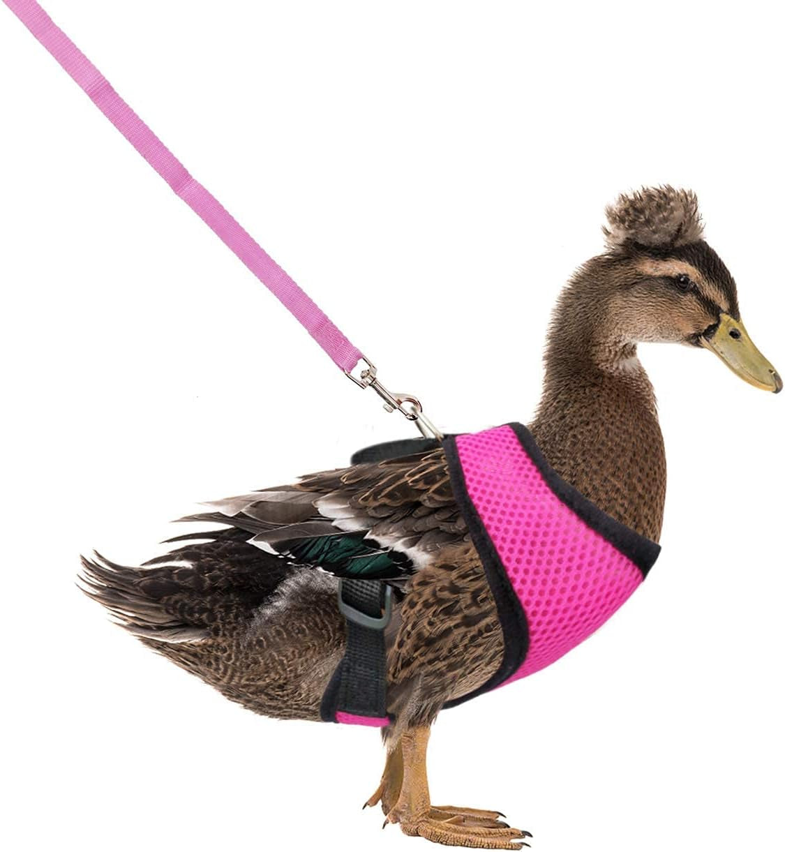 Adjustable Chicken Harness with Leash Elastic Comfortable Breathable Pet Harness for Duck Goose Hen Traning Walking,Medium